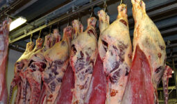 Des carcasses de viande bovine suspendues