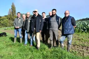 Les producteurs sur une parcelle de choux-fleurs de St-Jouan-des-Guérets