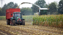 Ensilage d'un champ de maïs