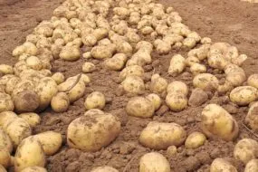 pommes de terre au champ