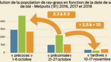 Graphique de l'évolution de la population de ray-grass en fonction de la date de semis de blé