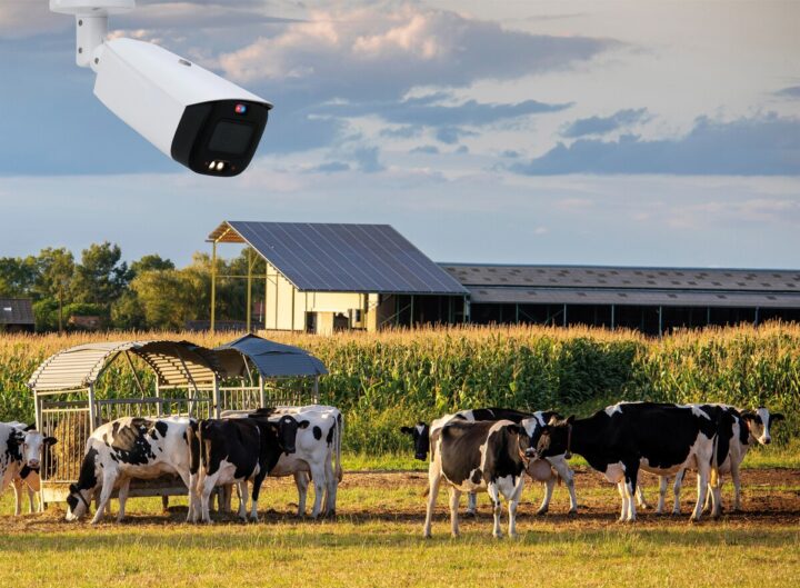 Montage avec une caméra de surveillance et un troupeau de vaches en arrière plan