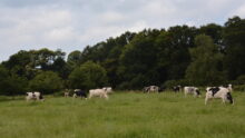 Vaches dans une prairie