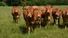 Des Limousines dans un champ avec des haies