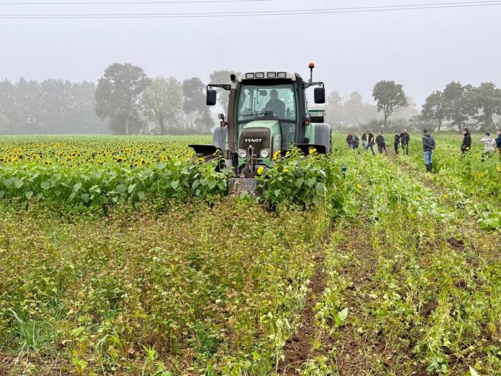 Un tracteur mène un chantier de semis direct dans des couverts de tournesol et de sarrasin.