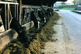 Vaches sur la table d'alimentation à Trévarez