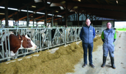 deux hommes dans une stabulation avec des vaches