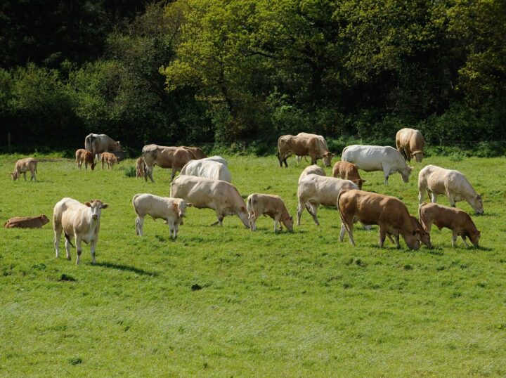 Un troupeau de vaches allaitantes.