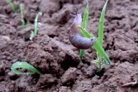 Limace sur jeune pousse de céréale
