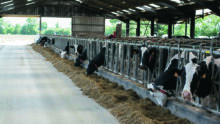 Des vaches laitières de race Prim'Holstein à la table d'alimentation.