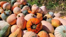 Une diversité de courges