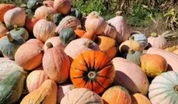 Une diversité de courges