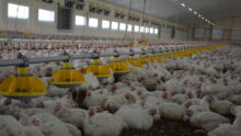 Poulet dans poulailler