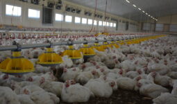Poulet dans poulailler