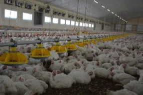 Poulet dans poulailler