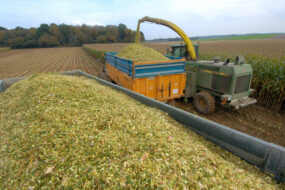 Chantier d'ensilage de maïs