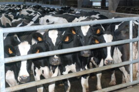 Vaches dans un parc de contention