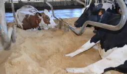 Vaches en logettes