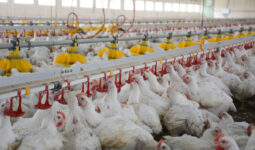 Poulets dans le poulailler