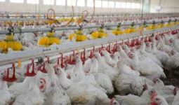 Poulets dans le poulailler