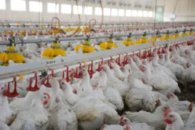 Poulets dans le poulailler