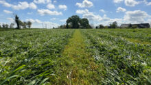 Une prairie sous couvert de méteil