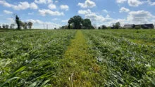 Une prairie sous couvert de méteil