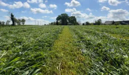 Une prairie sous couvert de méteil
