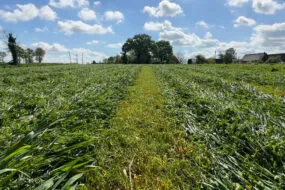 Une prairie sous couvert de méteil