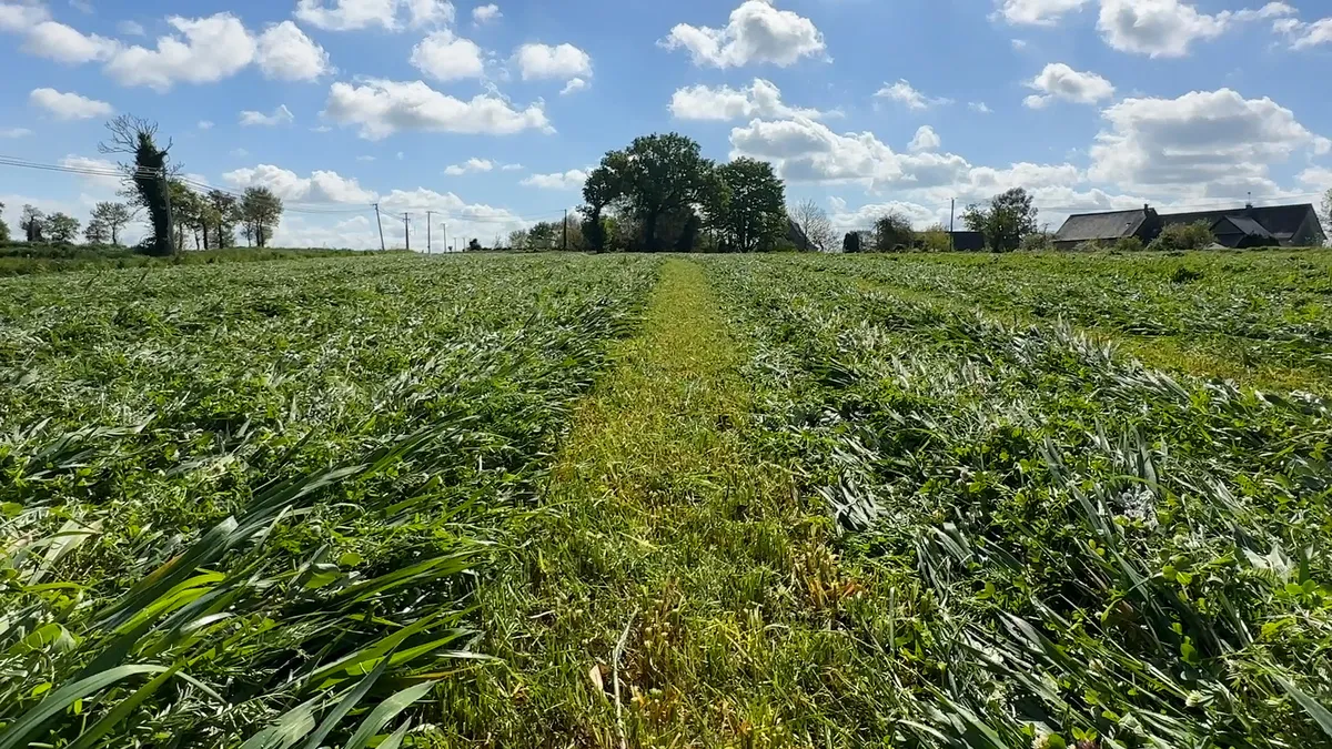 Une prairie sous couvert de méteil - Illustration Quels sont les avantages de la prairie sous couvert de méteil ?
