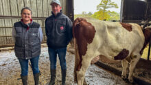 éleveurs et vache montbéliarde