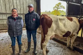 éleveurs et vache montbéliarde