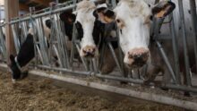 Des vaches laitières à la table d'alimentation devant une ration à base de maïs ensilage.