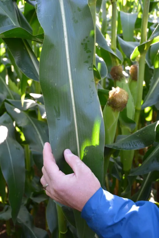 Une feuille d'un plan de maïs