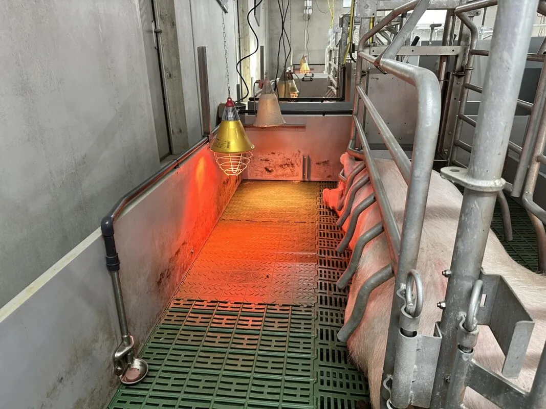 case maternité sans capot