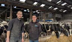 Deux hommes dans une stabulation de vaches laitières