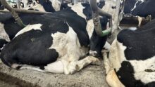 vaches laitières sur logettes creuses