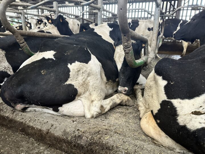 vaches laitières sur logettes creuses