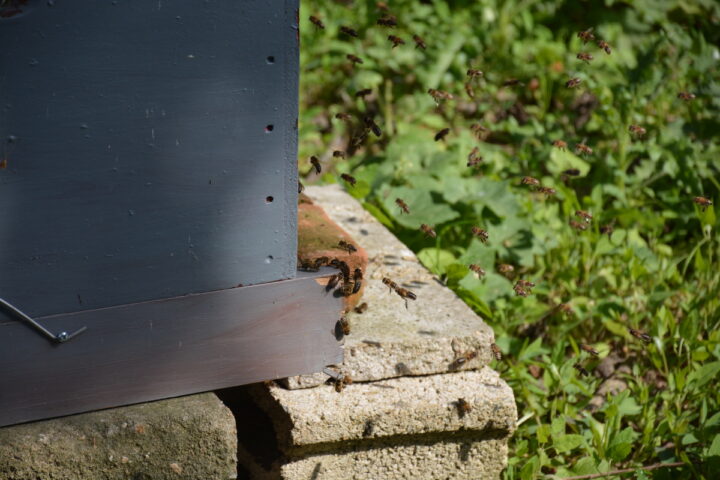 Le pied d'une ruche avec des abeilles