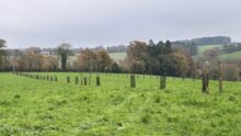 Plantations agroforestières
