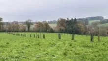 Plantations agroforestières
