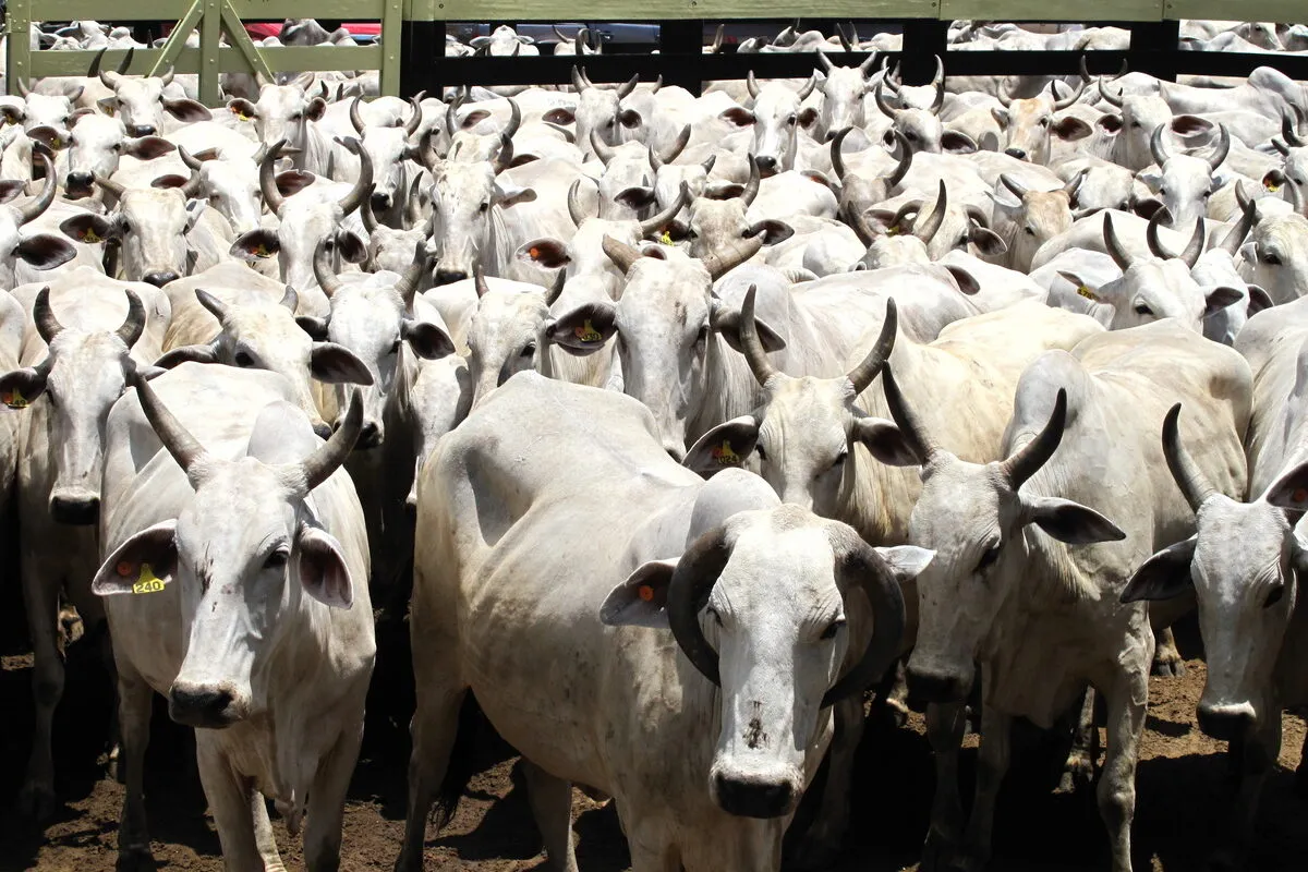 Un troupeau de vaches à viande - Illustration Le Mercosur, premier fournisseur de l&rsquo;UE