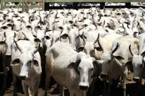 Un troupeau de vaches à viande