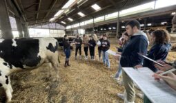 Des élèves pointent les vaches