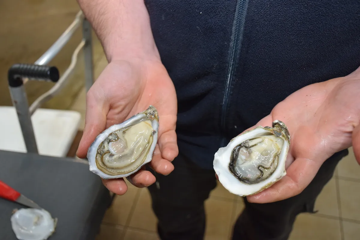 Une huitre « spéciale » ouverte