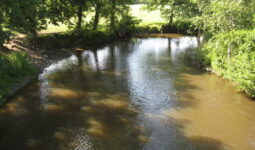 Une rivières bordées d'arbres
