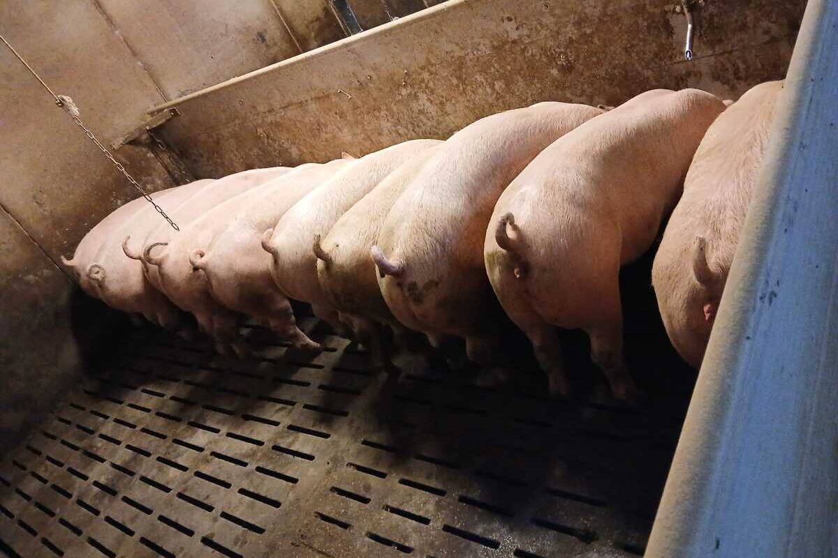Des porcs en train de manger dans une porcherie - Illustration Connaître le profil de croissance de ses porcs pour améliorer l’indice