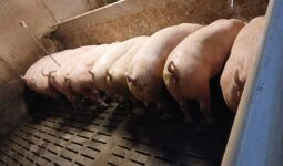 Des porcs en train de manger dans une porcherie