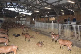 Stabulation bovine transformée en chèverie