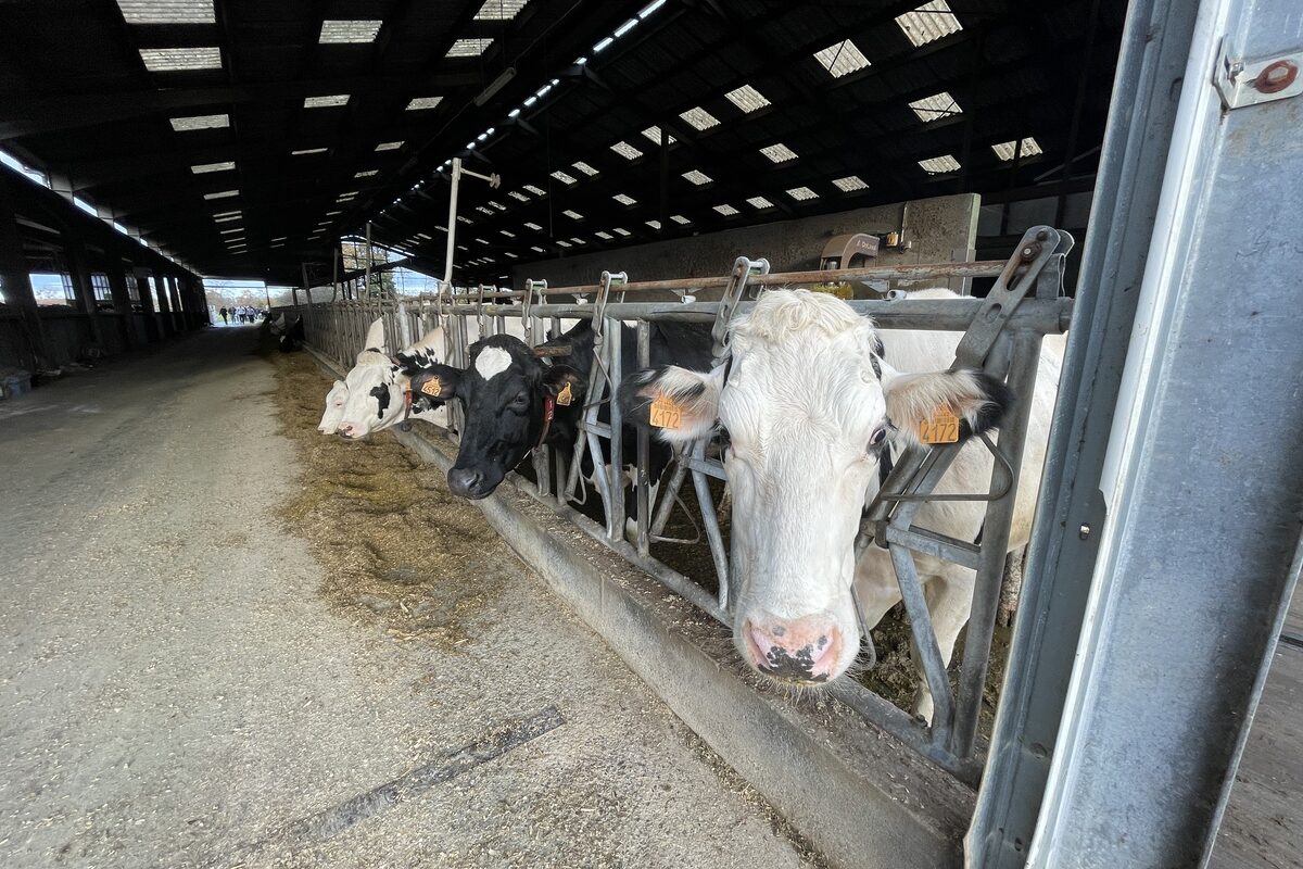 Vaches laitières dans un bâtiment - Illustration La production par vache augmentée de 40 % en 10 ans